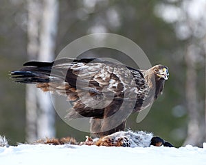 Golden Eagle, Aquila chrysaetos