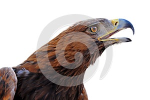 Golden Eagle ,Aquila chrysaetos photo