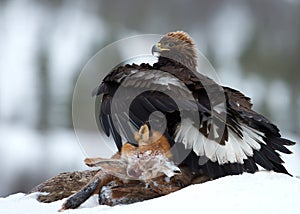 Golden eagle (Aquila chrysaetos)