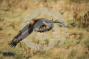 Golden eagle (Aquila chrysaetos)