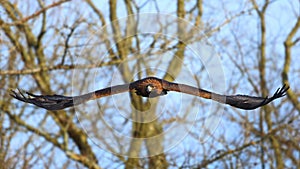 Golden Eagle (Aquila chrysaetos)