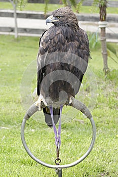 Golden eagle (Aquila chrysaetos)