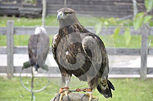 Golden eagle (Aquila chrysaetos)