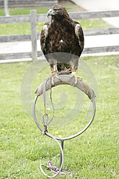 Golden eagle (Aquila chrysaetos)