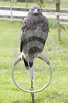 Golden eagle (Aquila chrysaetos)