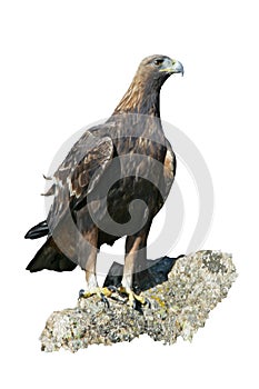 Golden eagle, Aquila chrysaetos