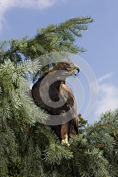 Golden Eagle, aquila chrysaetos, Adult calling