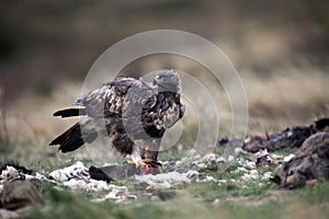 The golden eagle Aquila chrysaetos. The adult male is fed on the feedstock