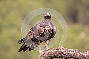 Golden eagle looking at camera (Aquila chrysaetos), Andalusia, Spain