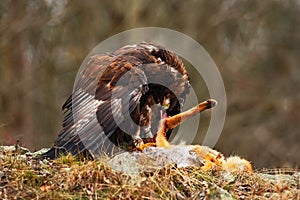 Golden Eagle, Aquila chrysaetos, bird of prey with kill red fox on stone, photo with blurred orange autumn forest in the backgroun