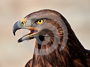 Golden Eagle Aquila chrysaetos portrait photo