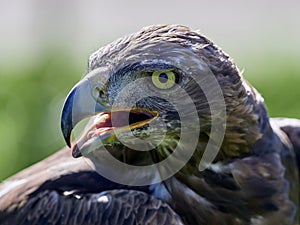 Golden Eagle Aquila chrysaetos portrait photo