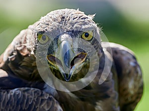 Golden Eagle Aquila chrysaetos portrait photo