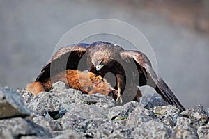 Golden Eagle, Aquila chrysaetos, feeding on kill Red Fox high in the stone mountains