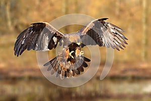Golden Eagle (Aquila chrysaetos) photo