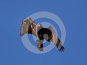 Golden Eagle Aquila chrysaetos flying