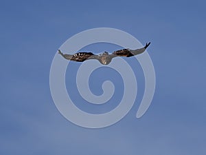 Golden Eagle Aquila chrysaetos flying