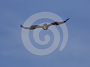 Golden Eagle Aquila chrysaetos flying