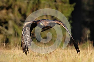 Golden eagle, Aquila chrysaetos, flying over meadow in forest. Bird of prey in flight with spread wings. Eagle during hunting.