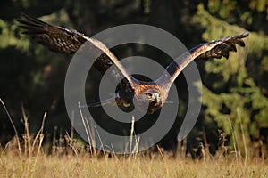 Golden eagle, Aquila chrysaetos, flying over meadow in forest. Bird of prey in flight with widely spread wings.