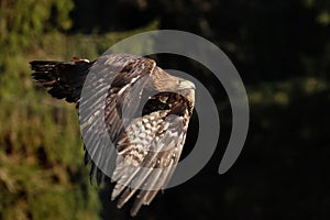 Golden eagle, Aquila chrysaetos, flying over meadow in forest. Bird of prey in flight with widely spread wings. Wildlife scene