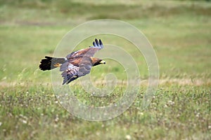 The golden eagle Aquila chrysaetos flying over the meadow. Male golden eagle flying in the Spanish mountains