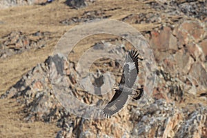 Golden Eagle Aquila chrysaetos flying over a mountain cliff in SiChuan, China