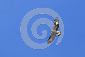 Golden Eagle Aquila chrysaetos flying over a mountain cliff in SiChuan, China