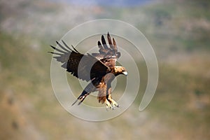 Golden eagle Aquila chrysaetos flying over the rock. Male golden eagle flying in the Spanish mountains