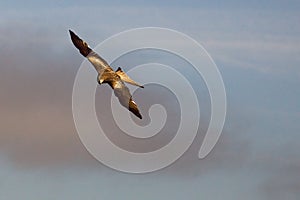 The golden eagle Aquila chrysaetos flying ower the rocks.