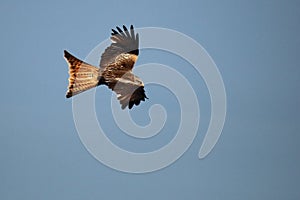 The golden eagle Aquila chrysaetos flying ower the rocks