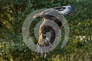 Golden Eagle Aquila chrysaetos photo