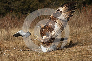 The golden eagle Aquila chrysaetos hunting pigeons. A large eagle attacks a pigeon. Hunting a large bird of prey in the wild