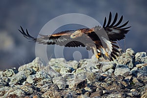 Golden Eagle Aquila chrysaetos, with large wingspan. Wild animal.