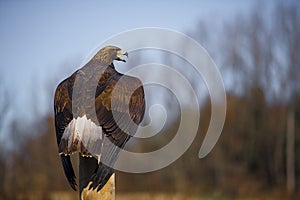 Golden eagle (Aquila chrysaetos) photo