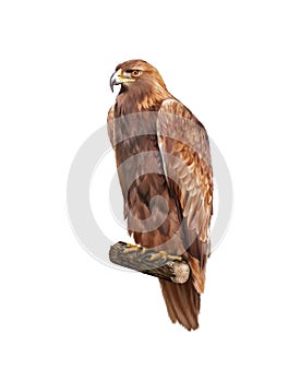 Golden eagle, Aquila chrysaetos, orel skalni photo