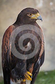 Golden eagle Aquila chrysaetos orel skalni sitting on a branch