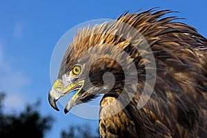 Golden Eagle, aquila chrysaetos, Portrait of Adult with Open Beak