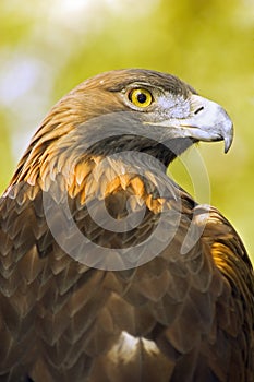 Golden Eagle (Aquila chrysaetos) Profile over Green-Gold Background photo
