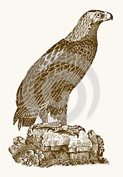 Golden eagle aquila chrysaetos in profile view sitting on a rock