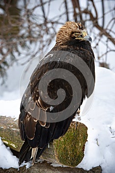 Golden eagle (Aquila chrysaetos) ruffled and freezing old