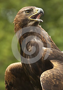 Golden Eagle (Aquila chrysaetos) - Scotland