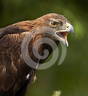 Golden Eagle (Aquila chrysaetos) - Scotland