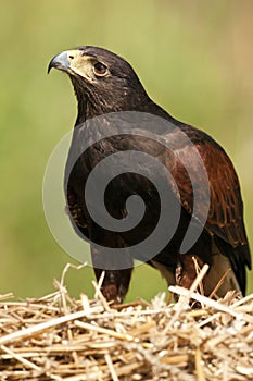 Golden Eagle - Aquila chrysaetos - Scottish Highlands