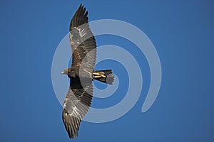 Golden eagle, Aquila chrysaetos