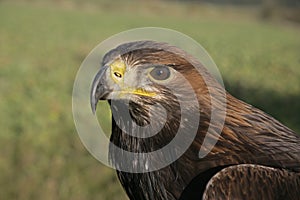 Golden eagle, Aquila chrysaetos