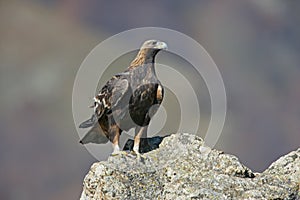 Golden eagle, Aquila chrysaetos photo