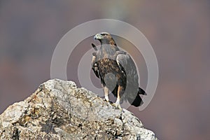 Golden eagle, Aquila chrysaetos photo