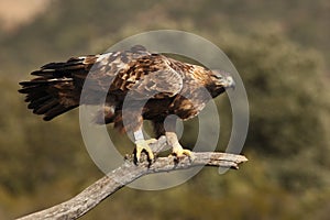 The golden eagle Aquila chrysaetos sittin on the branch