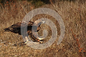 The golden eagle Aquila chrysaetos sitting on the ground